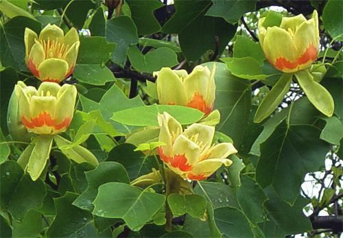 Pomi Ornamentali (Arborele De Lalea )