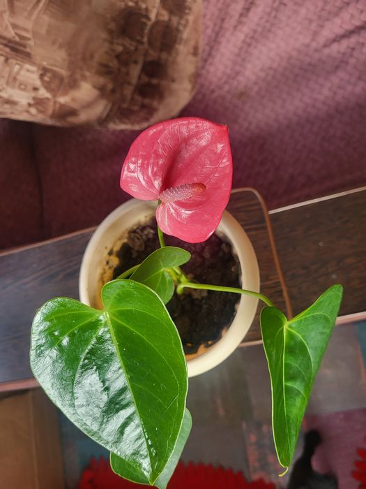 Продам Антуриум розовый