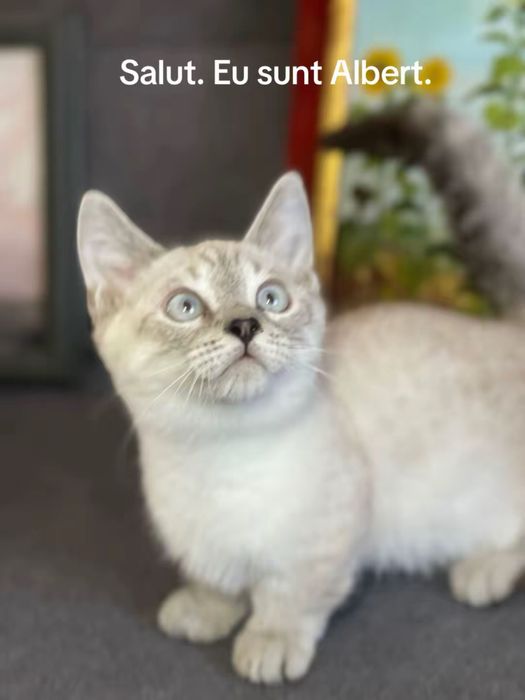 Motanel rasa Munchkin coloure point cu pedigree