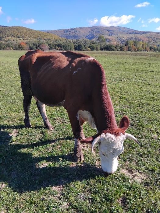 Vand vaca tânără