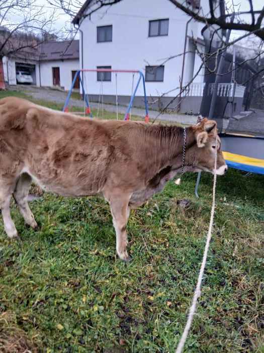 Vând vacă pentru carne