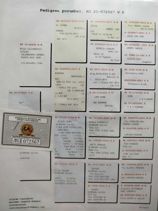 Porumbei voiajori maturi