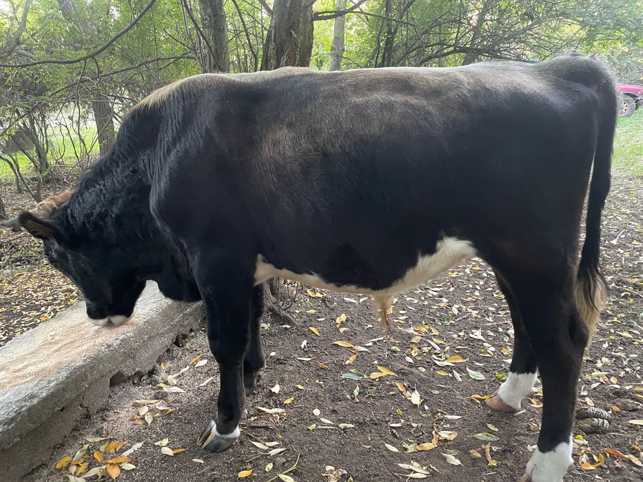 Месодайни телета