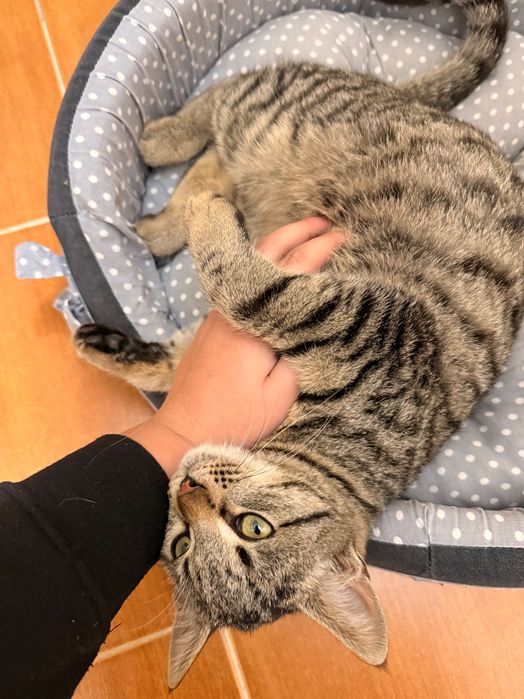 Малко котенце търси дом