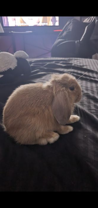 iepuraș talie mica + cușcă