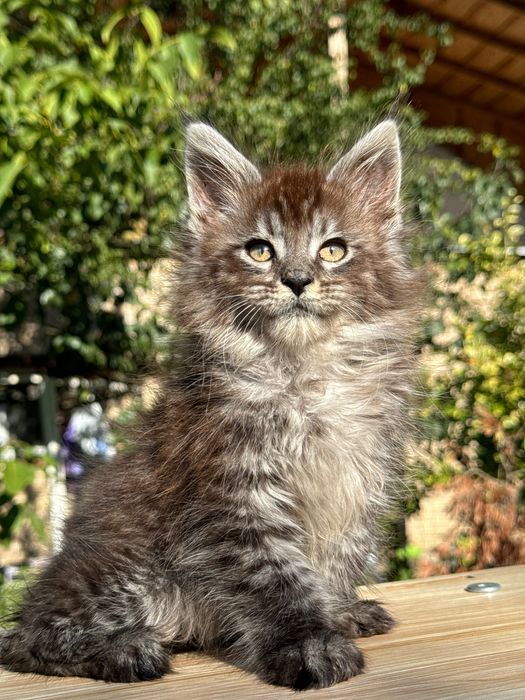 Мейн Куун Maine coon предлага котенца шоу-клас