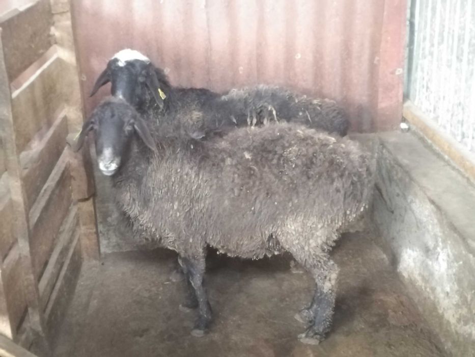 Продам бараны жирные