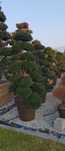 Pon pon din buxus