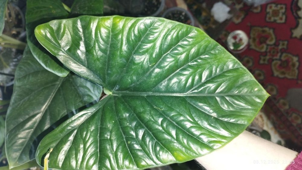 Продается Шикарная Алоказия Лукиван