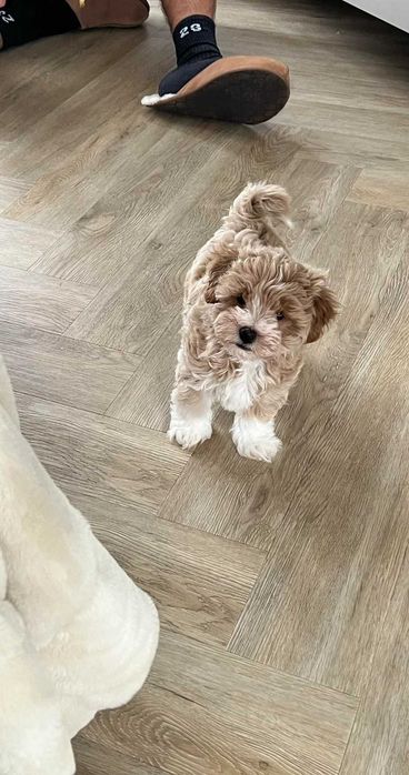 Cățeluș Maltipoo talie mini toy, carnet de vaccin, deparazitat