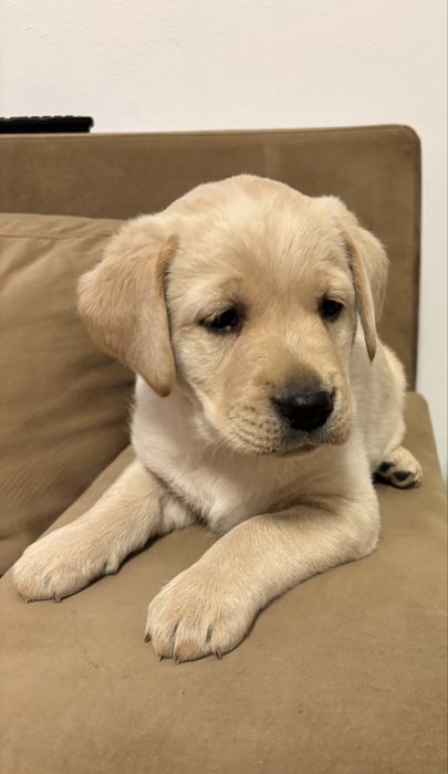 Labrador Retriever