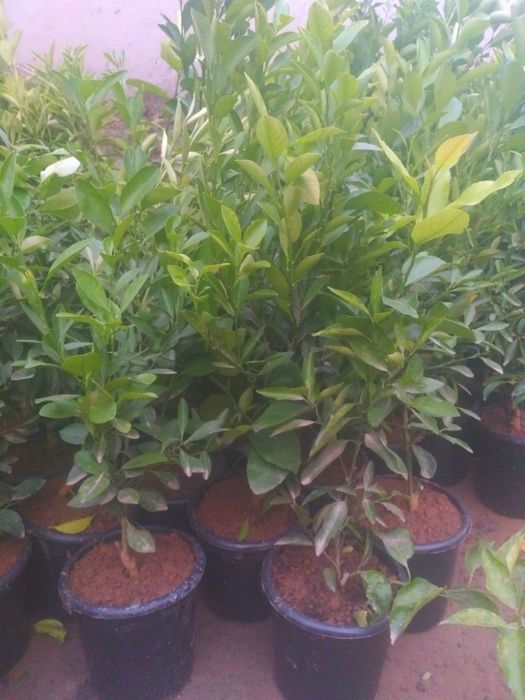 Лимон мандарин лимон