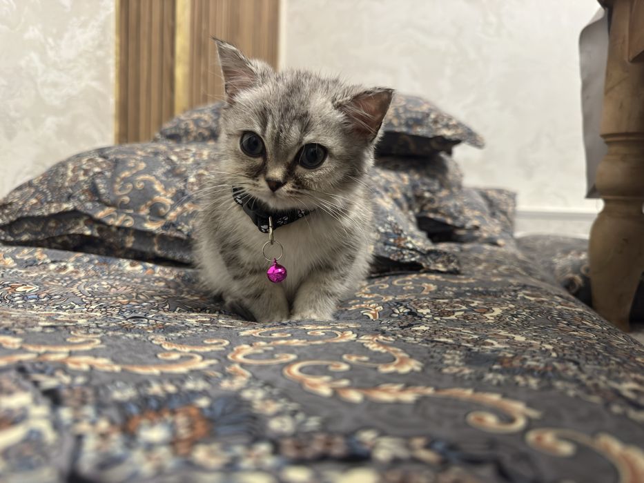 Britaniski Shinshila sotiladi zoti toza narxalani kelishamz