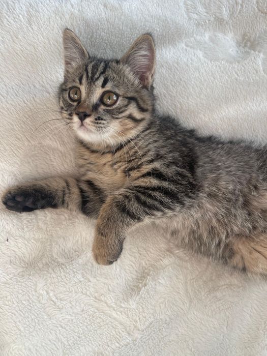 Отдам котенка в хорошие руки