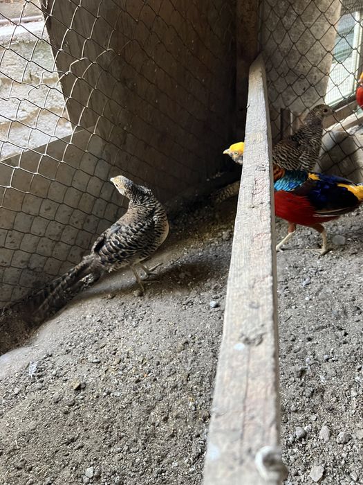 золотой фазан