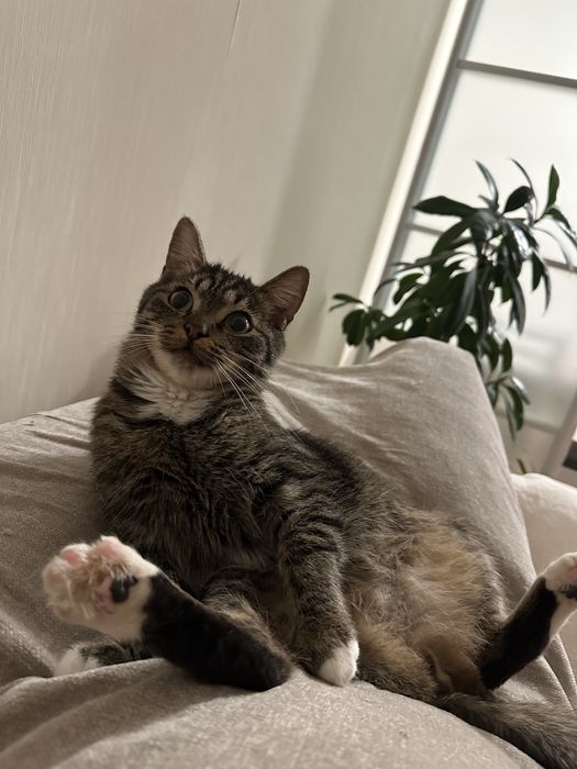Пристраивается котик