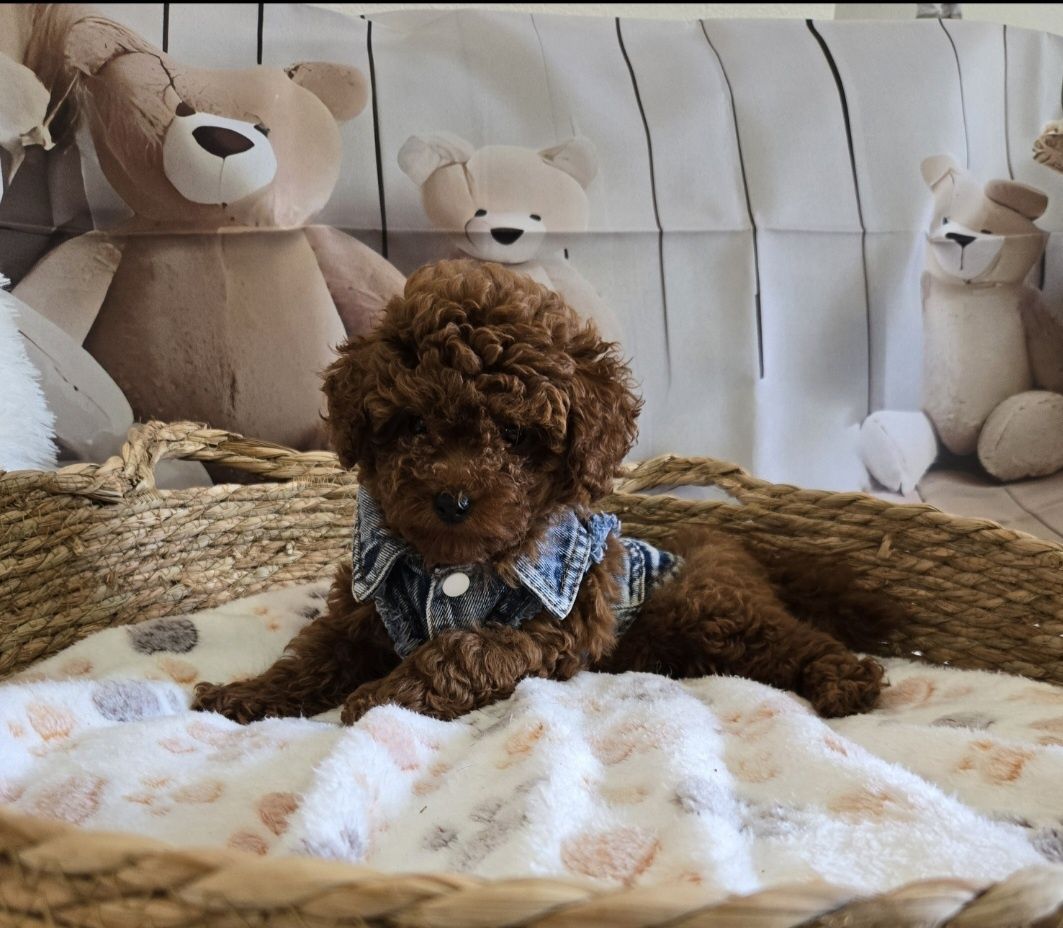 Пудел тийкъп/ Пудел той poodle с родословие момче  red braun