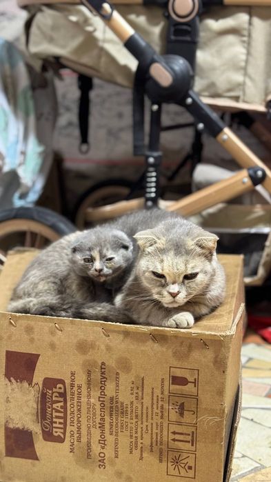 Продаётся котенок с мамой