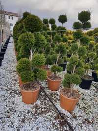 Plante ornamentale tuia pin brazi