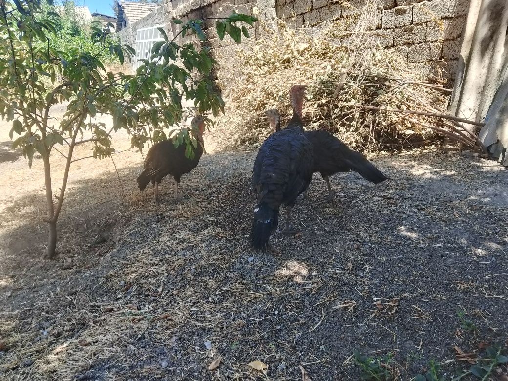 Tovuqlar Ğoz Induklar sotiladi