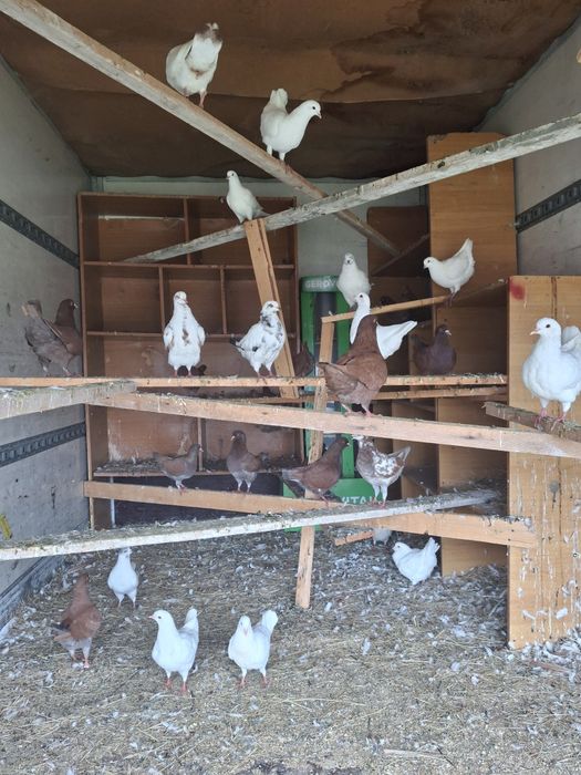 Disponibili porumbei Kingi.