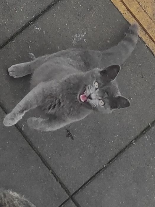 Сивушко търси дом на 6м е