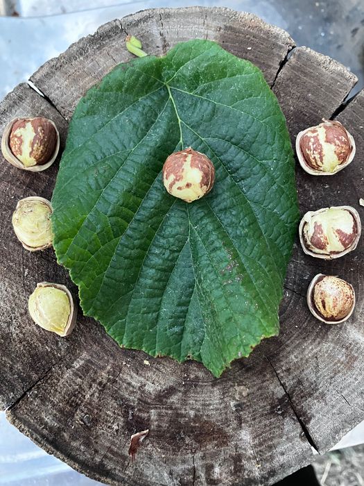 Лешници от нашата градина реколта 2025г.100%чист и натурален продукт