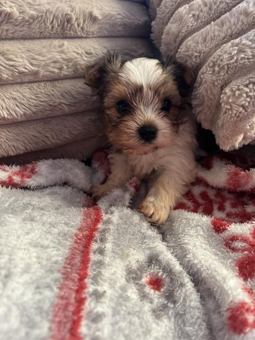 Йорки бивър чудесен подарък