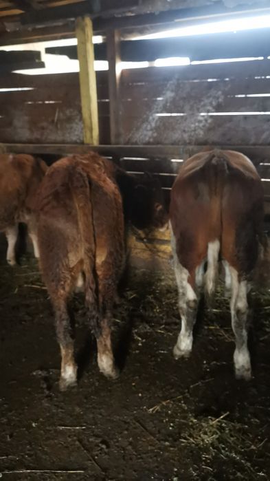 Vand 2 tauri de rasa