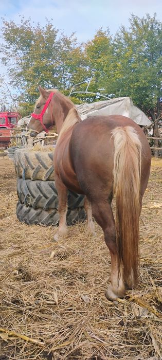 Iapă de vânzare are