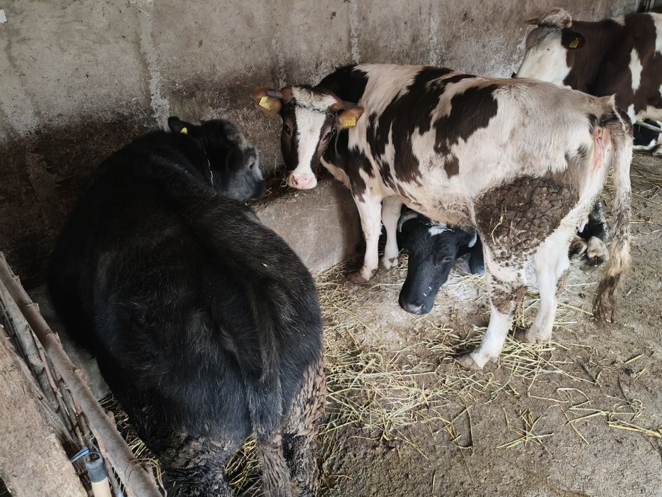 Vând 1 taur și o vitea