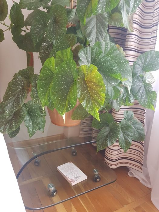 Стеклянные  столы компаньоны