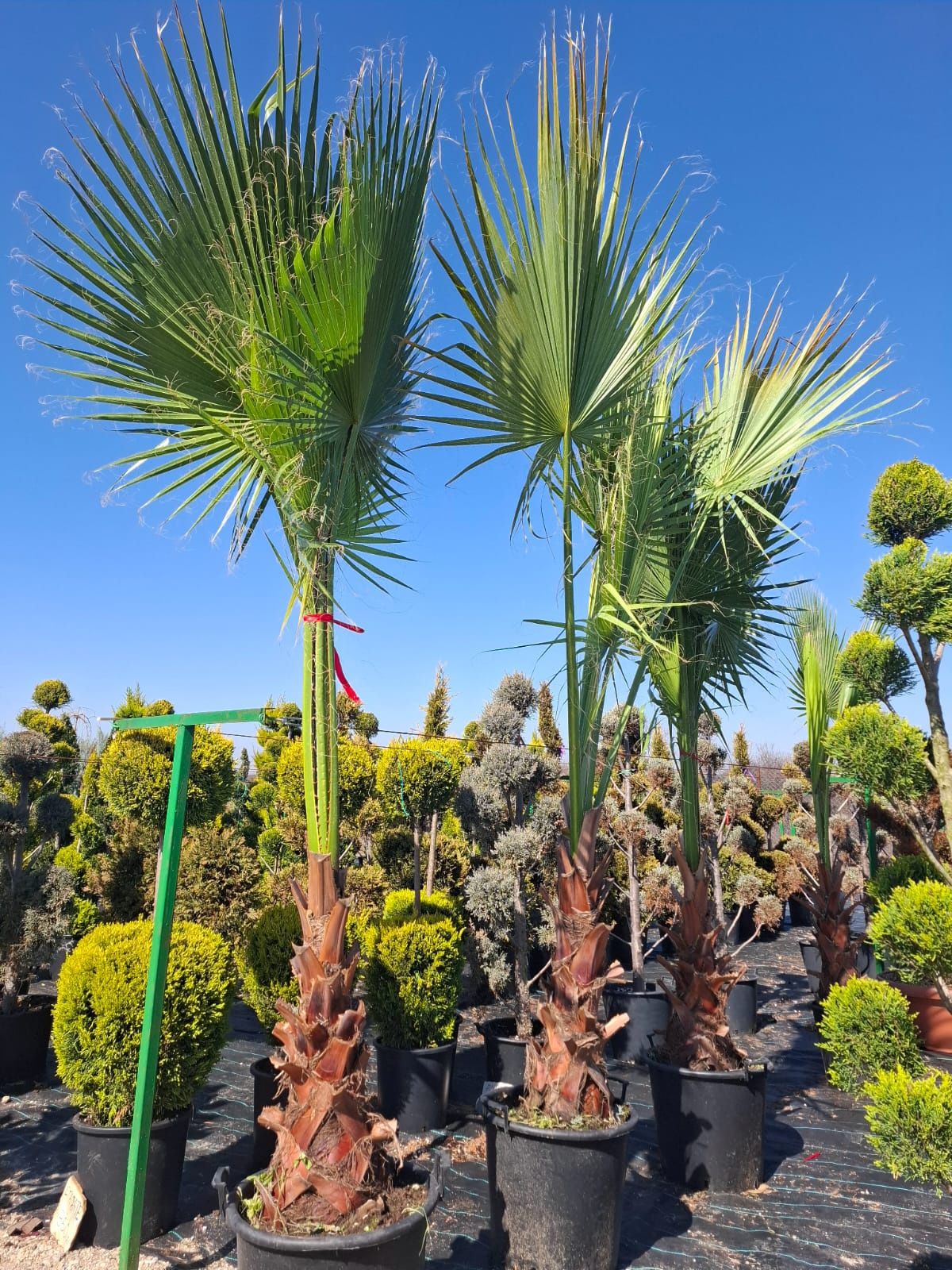 Palmieri Trachycarpus furtunei chiparosi leilandi