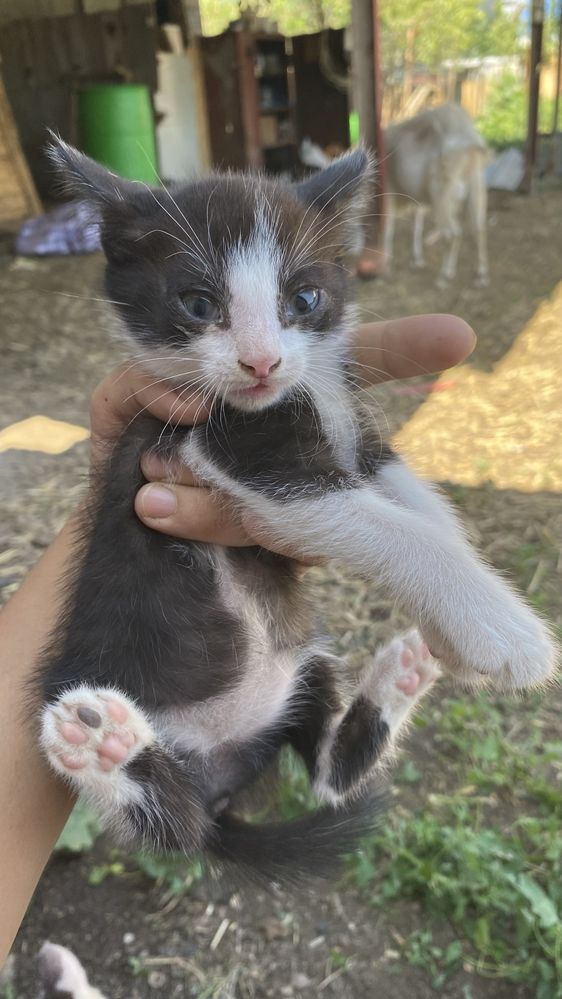 Котята бесплатно
