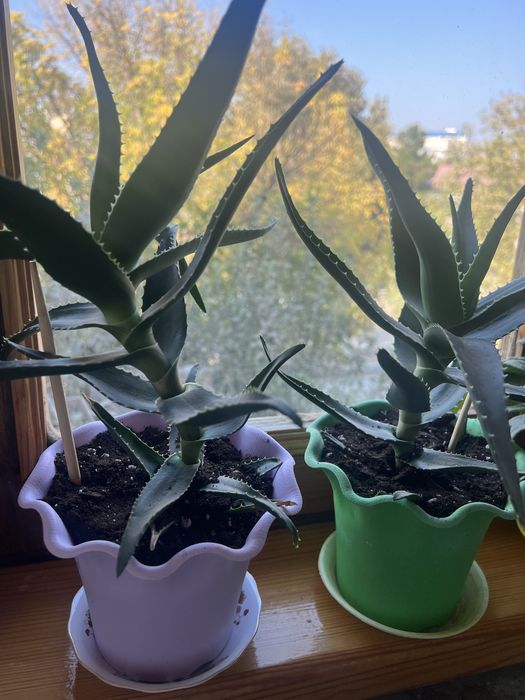 Алоэ с горшком продам растения | aloe