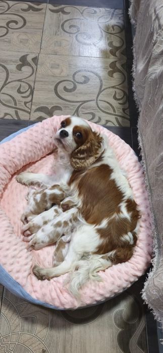 Продам Щенков Кавалер Кинг Чарльз