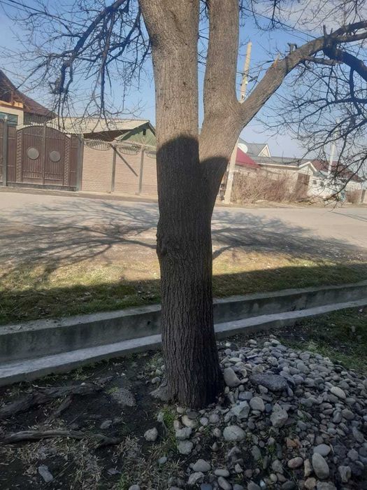 отдам бесплатно урюковое дерево