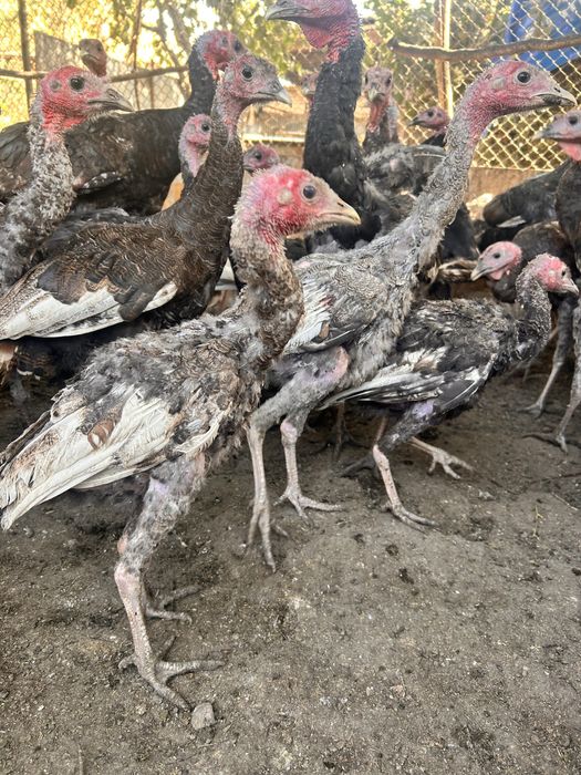 Продаются индюшата