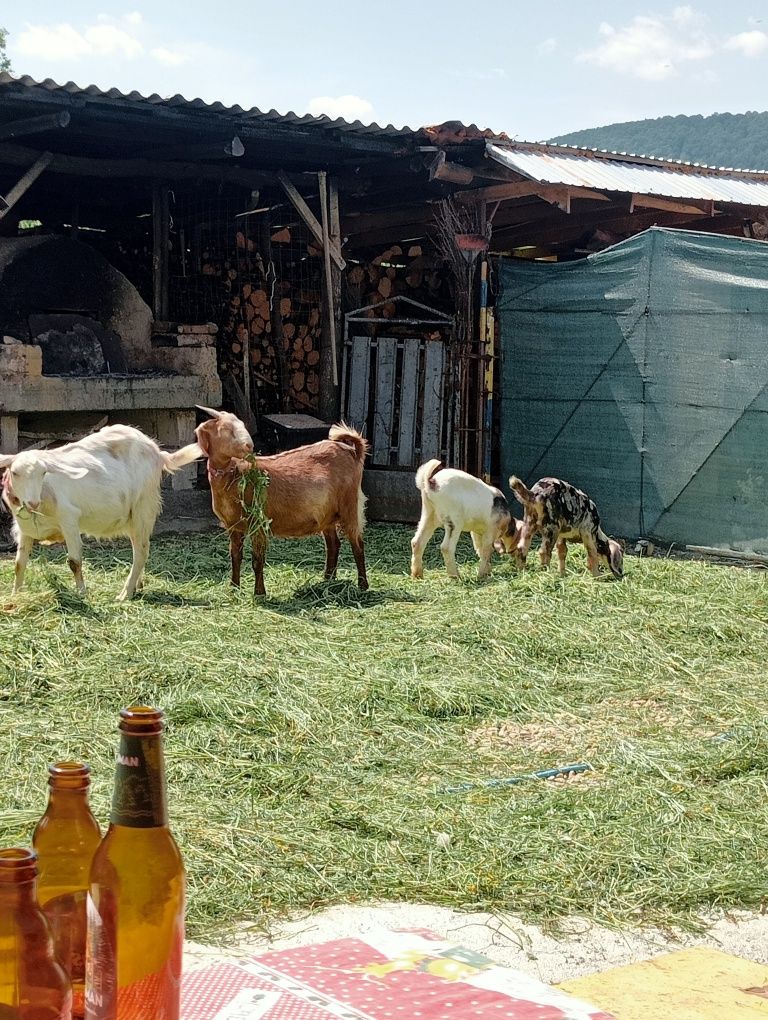 Vând Țap Angoloubian de rasa