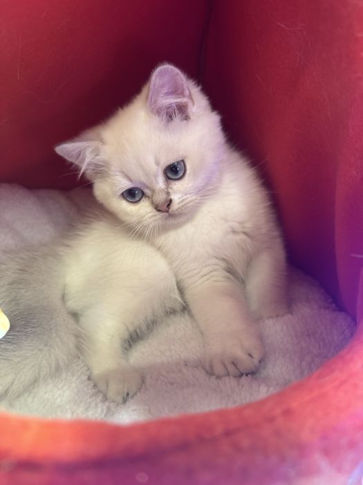 British Shorthair cu pedigree, vaccinuri la zi – super blând
