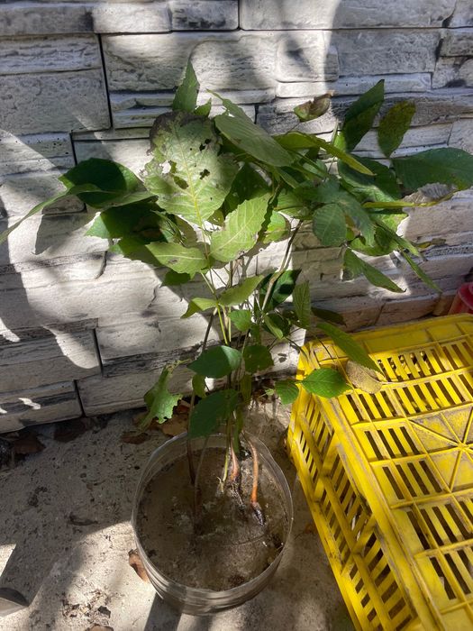 Орех дърво 60-70см