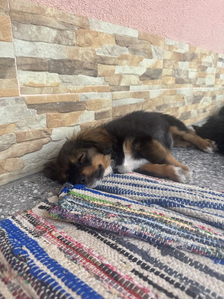 Cățeluși spre adopție – crescuți în curte, prietenoși și jucăuși