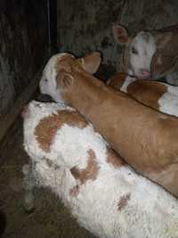 Vand vitele baltate romanesti de 2 3 saptamani