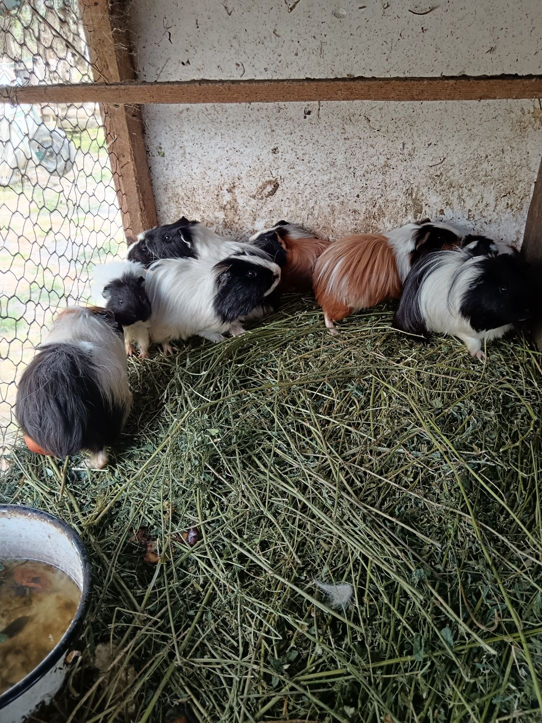 Vând porcușori de Guineea cu vârsta de o lună. Mănâncă aproape orice ș