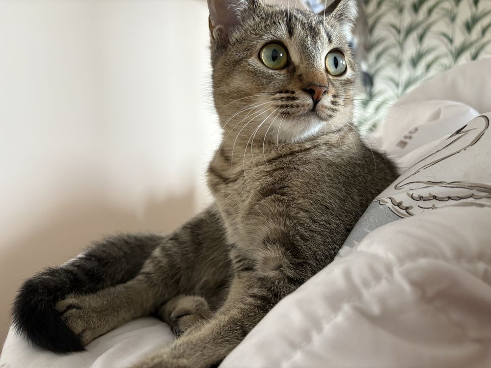 Котенок девочка 8 мес