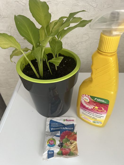 Спатифиллум ( женское счастье)