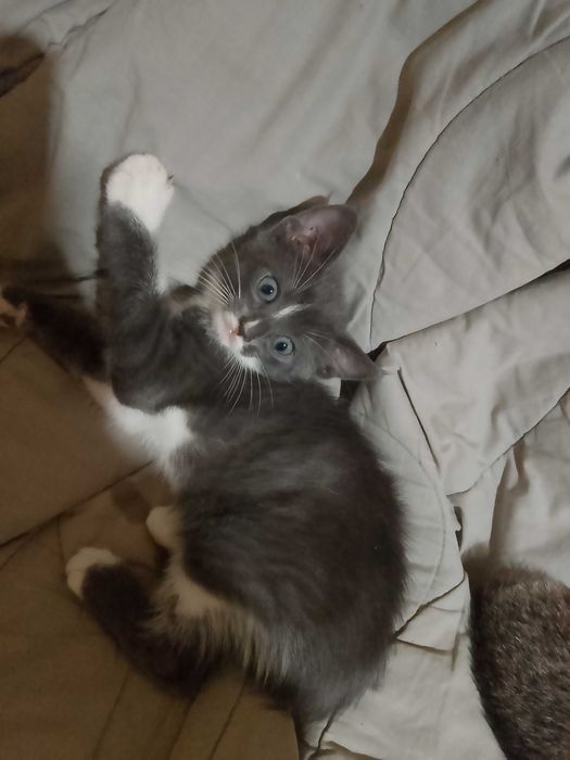 Котета - град Павликени