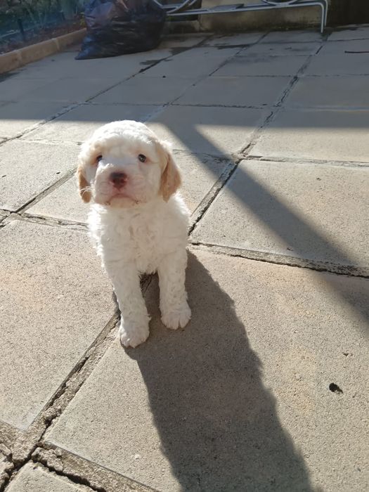 Лагото Романьоло