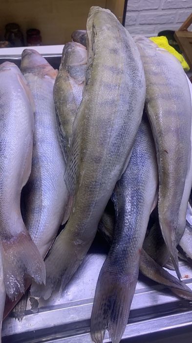 Свежий судактар бар.