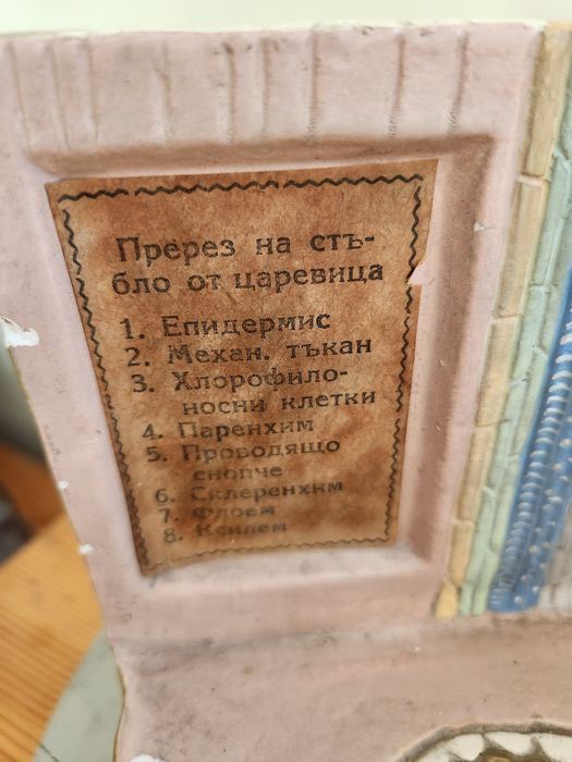 Винтидж модел, учебен макет на стеблото на растение